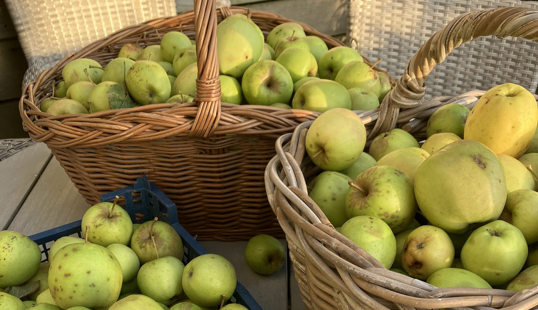 The last apples of the season!