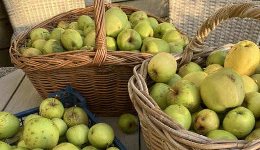 The last apples of the season!